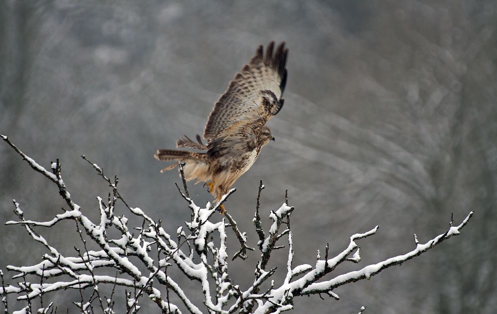 Bussard