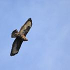 Bussard