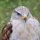 Bussard