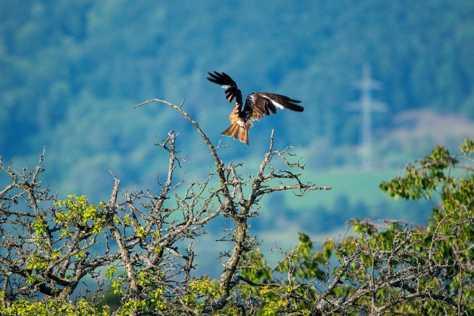 Bussard