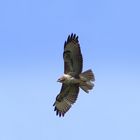 Bussard