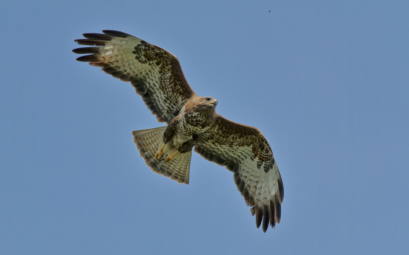 Bussard