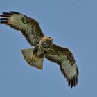 Bussard