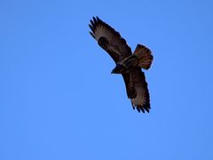 Bussard