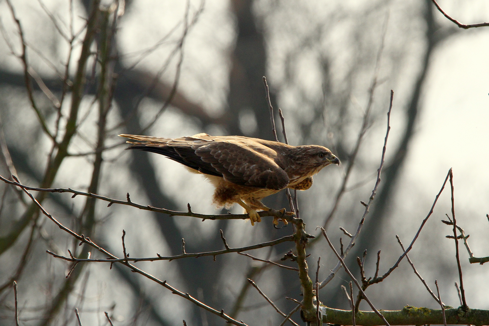 Bussard