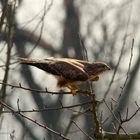 Bussard