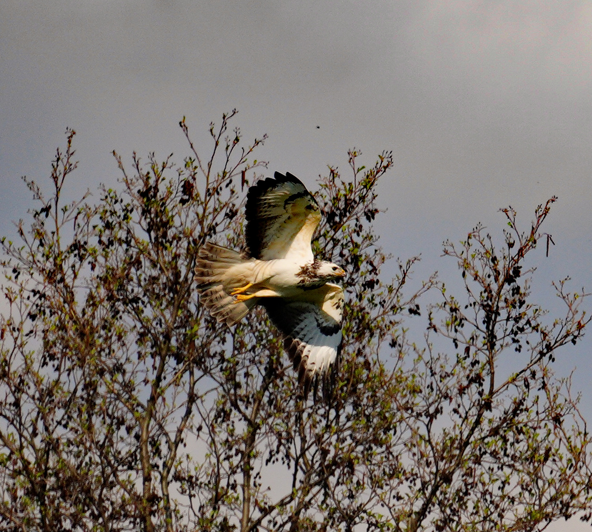 Bussard?