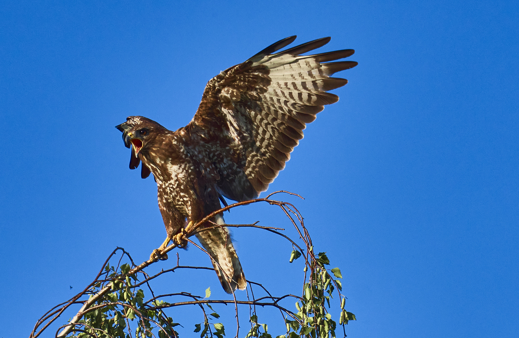 Bussard