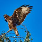 Bussard