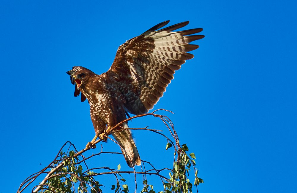 Bussard