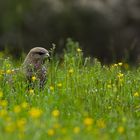 Bussard