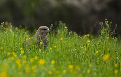 Bussard