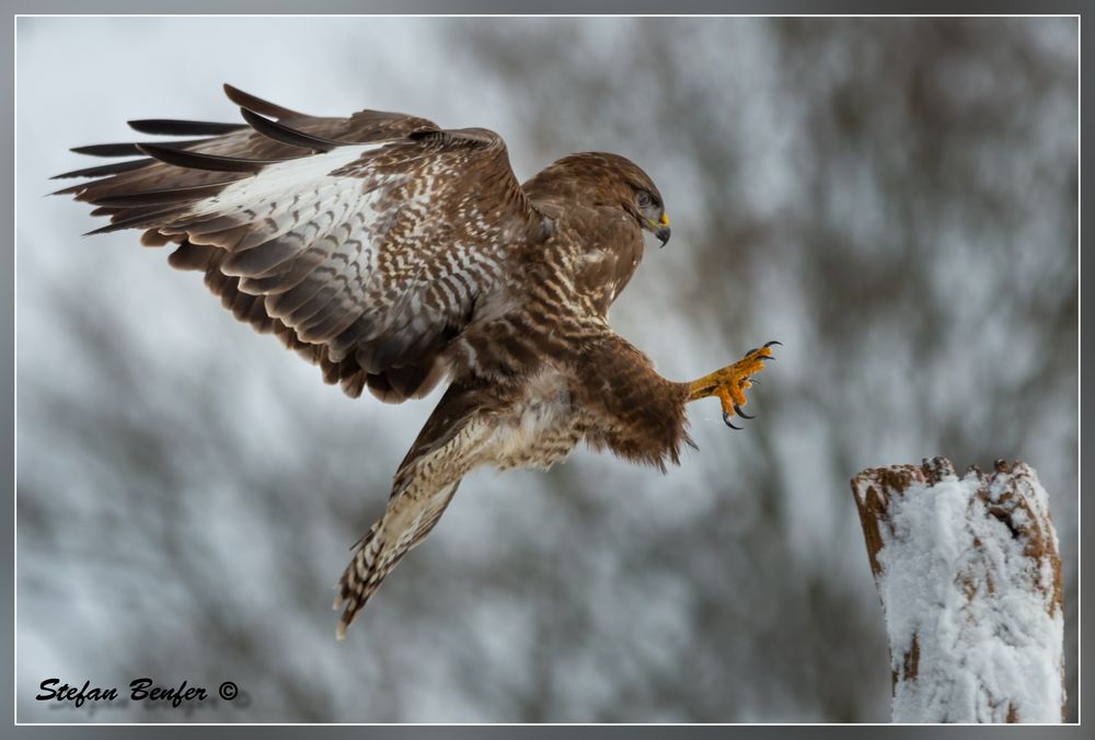 Bussard