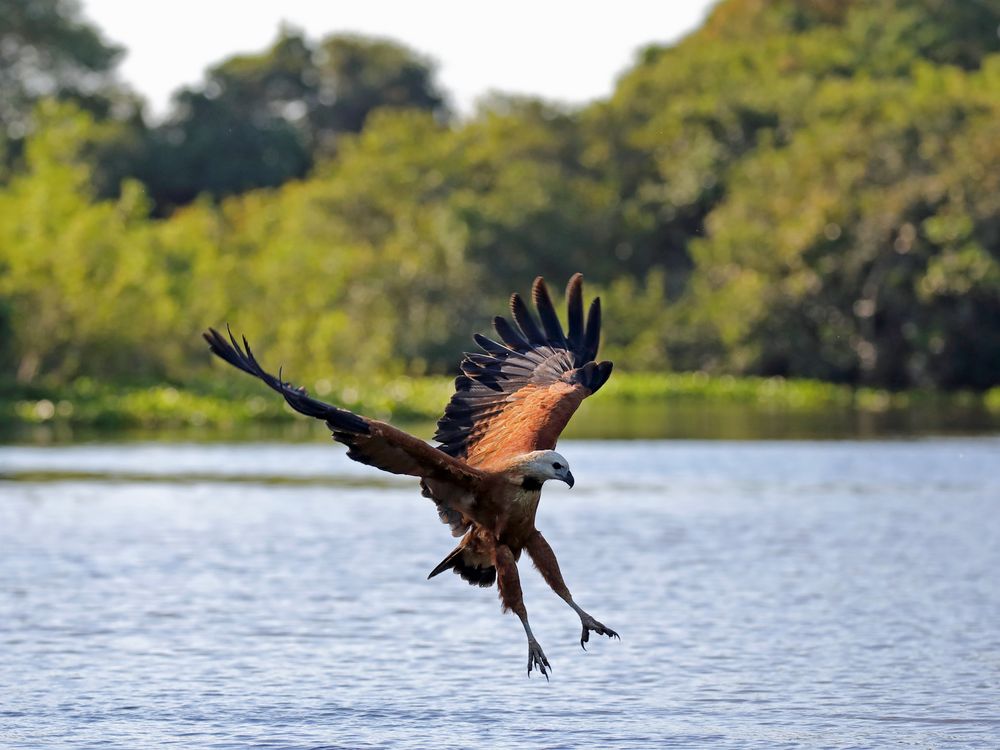 Bussard