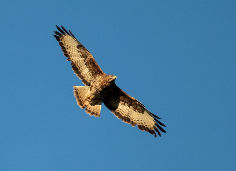 BUSSARD