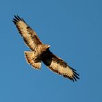 BUSSARD