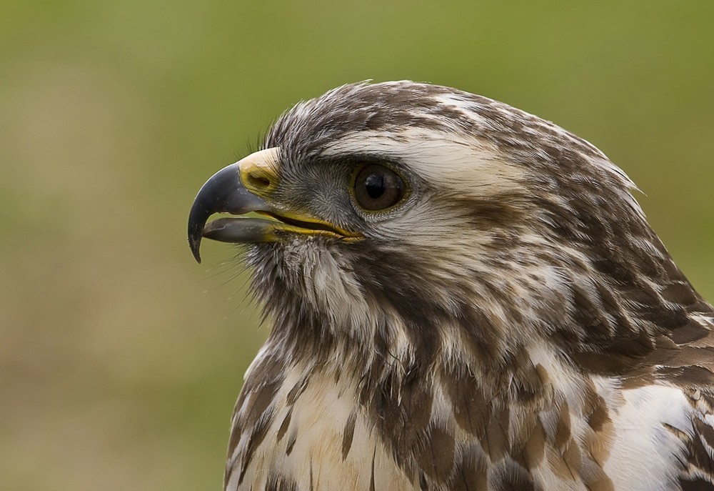 Bussard