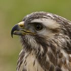 Bussard