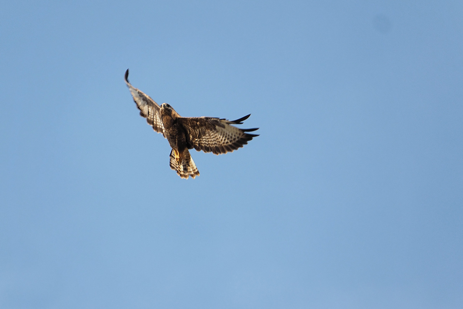 Bussard