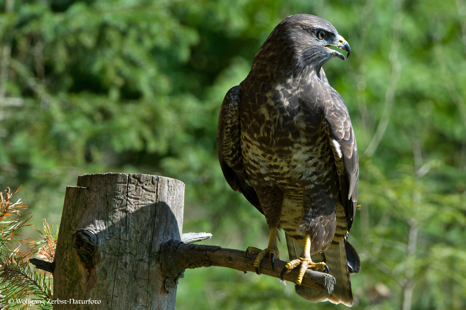 --- Bussard ---