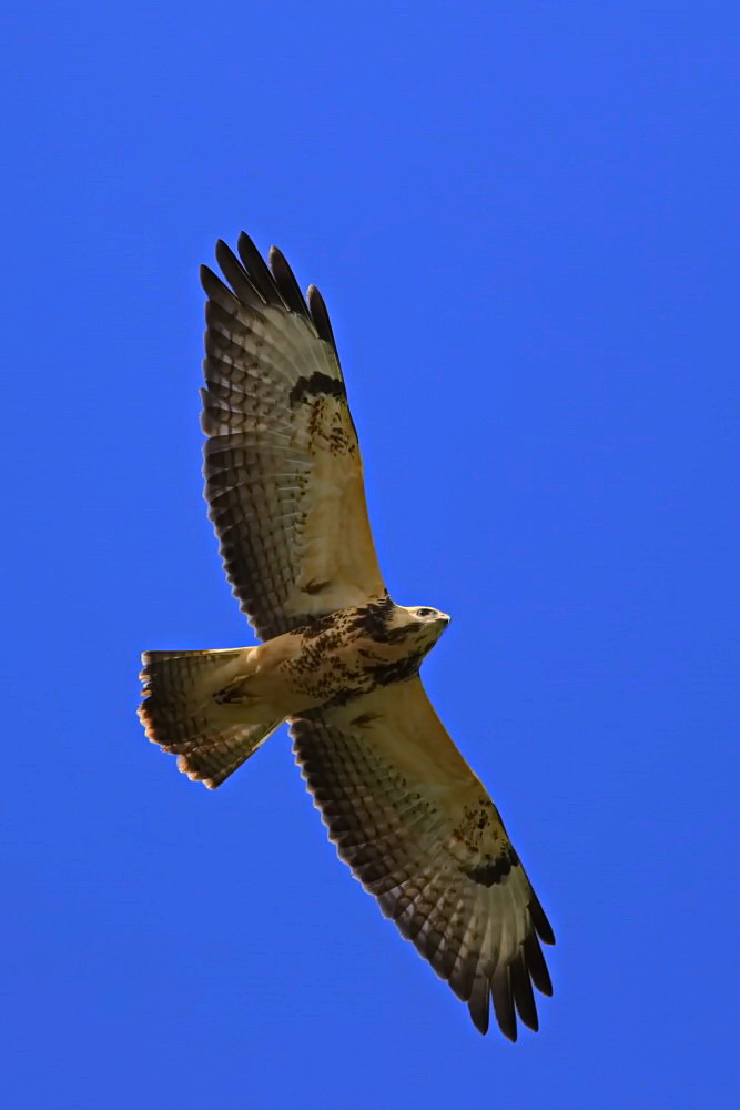 Bussard