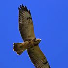 Bussard