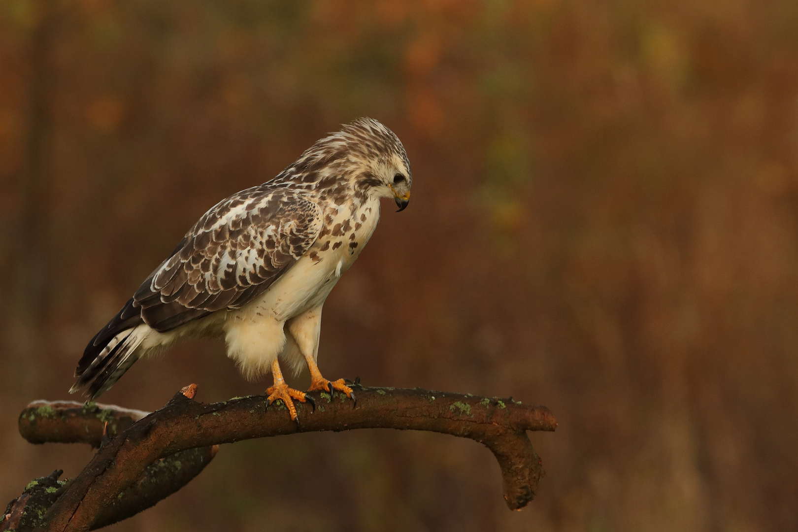 Bussard