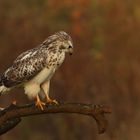 Bussard