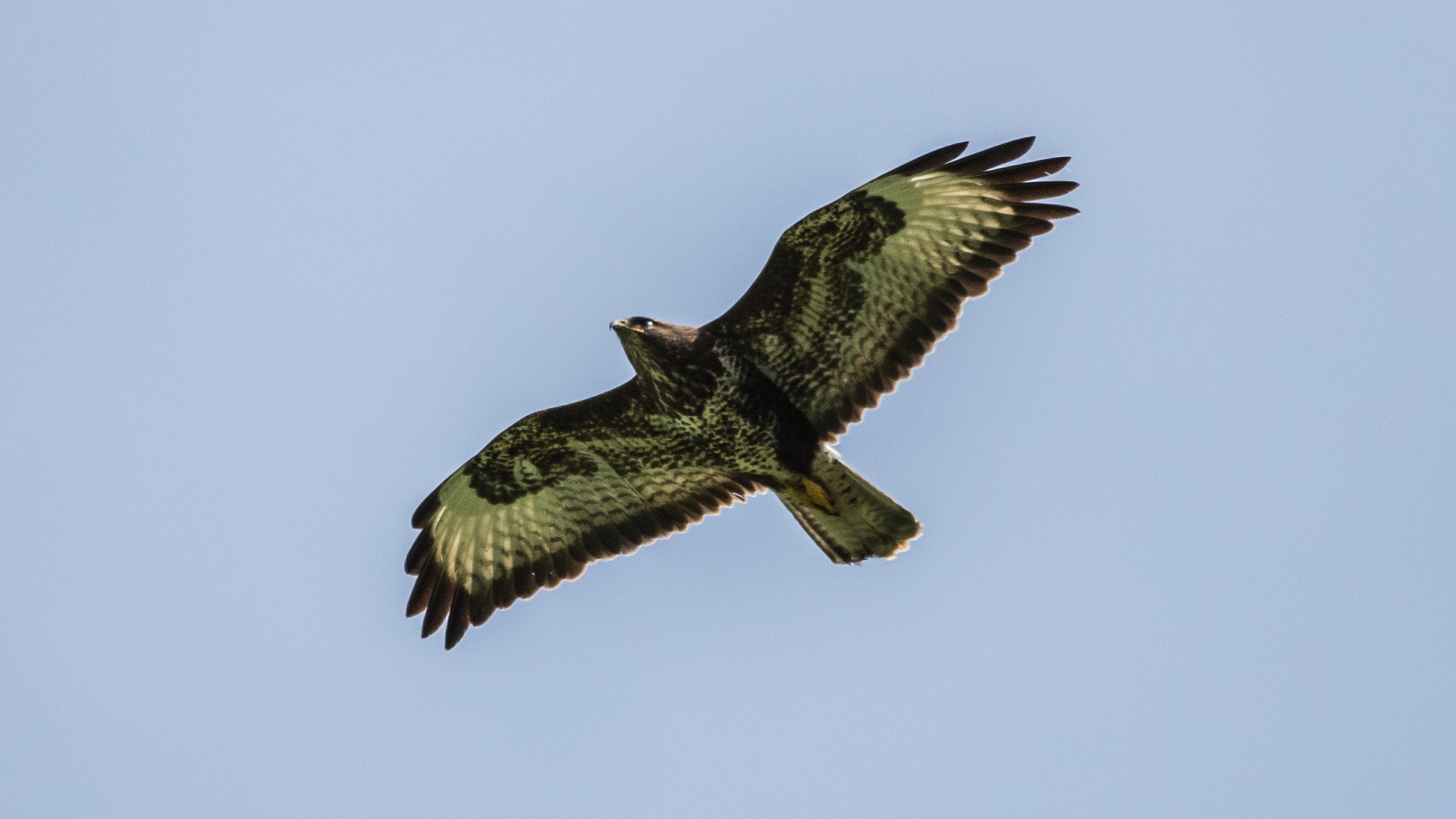 Bussard