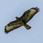 Bussard