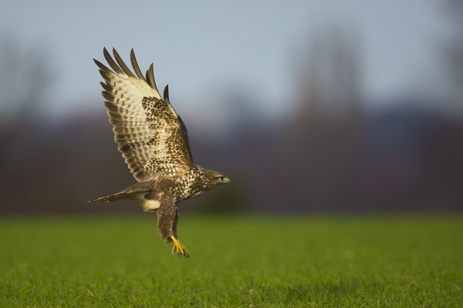 Bussard