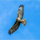 Bussard