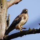 BUSSARD