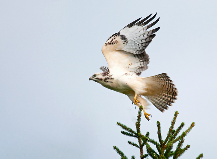 Bussard