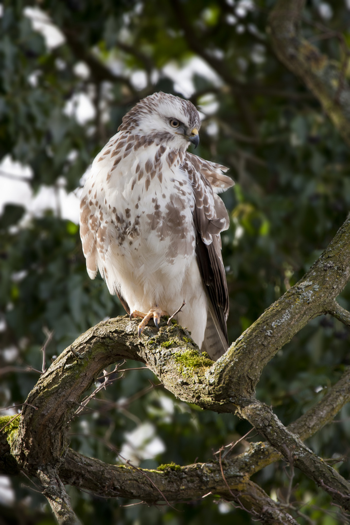 Bussard, eiskalt erwischt!