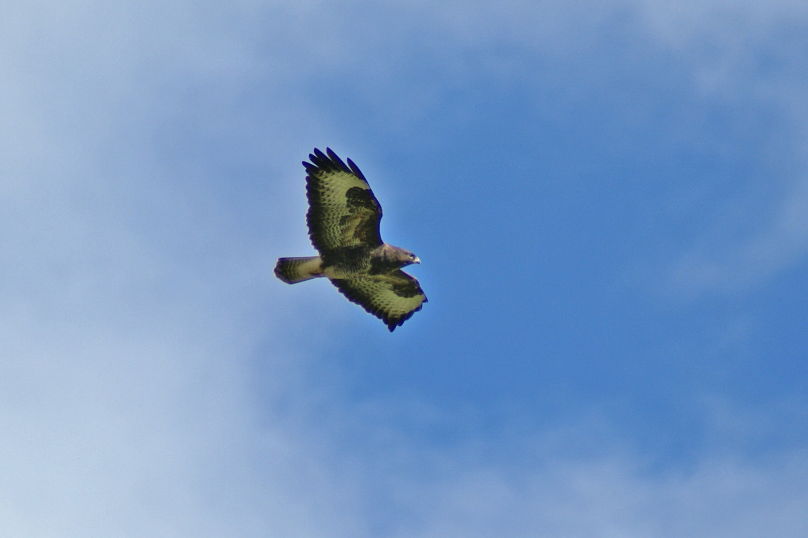 Bussard