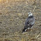 Bussard