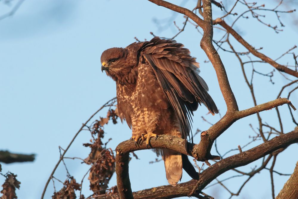 Bussard