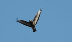 Bussard