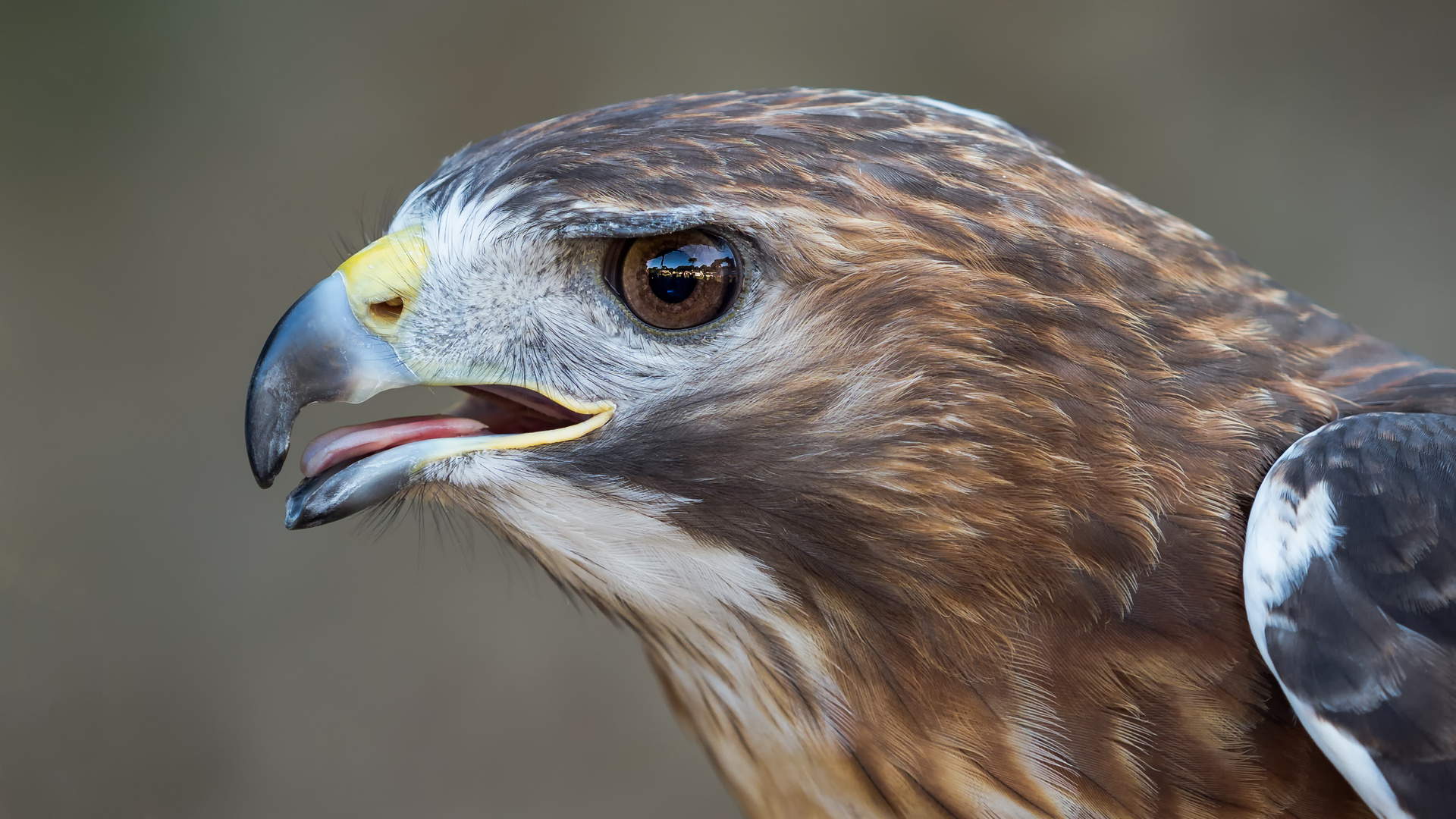 Bussard Foto & Bild fotos, italy, natur Bilder auf