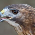 Bussard