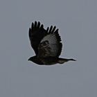 Bussard