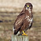 Bussard