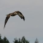 Bussard