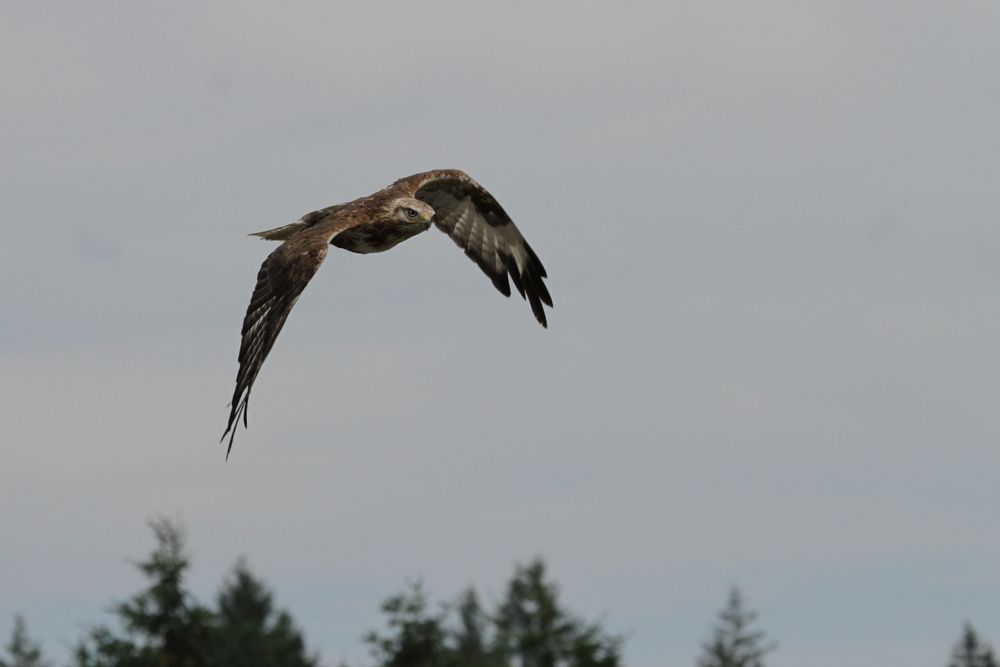 Bussard