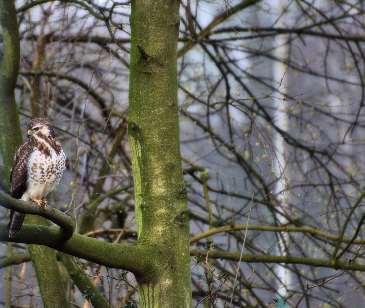 Bussard