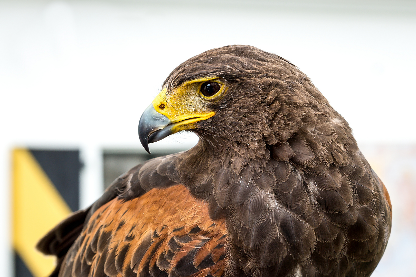 Bussard