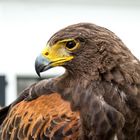 Bussard