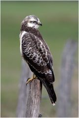 Bussard