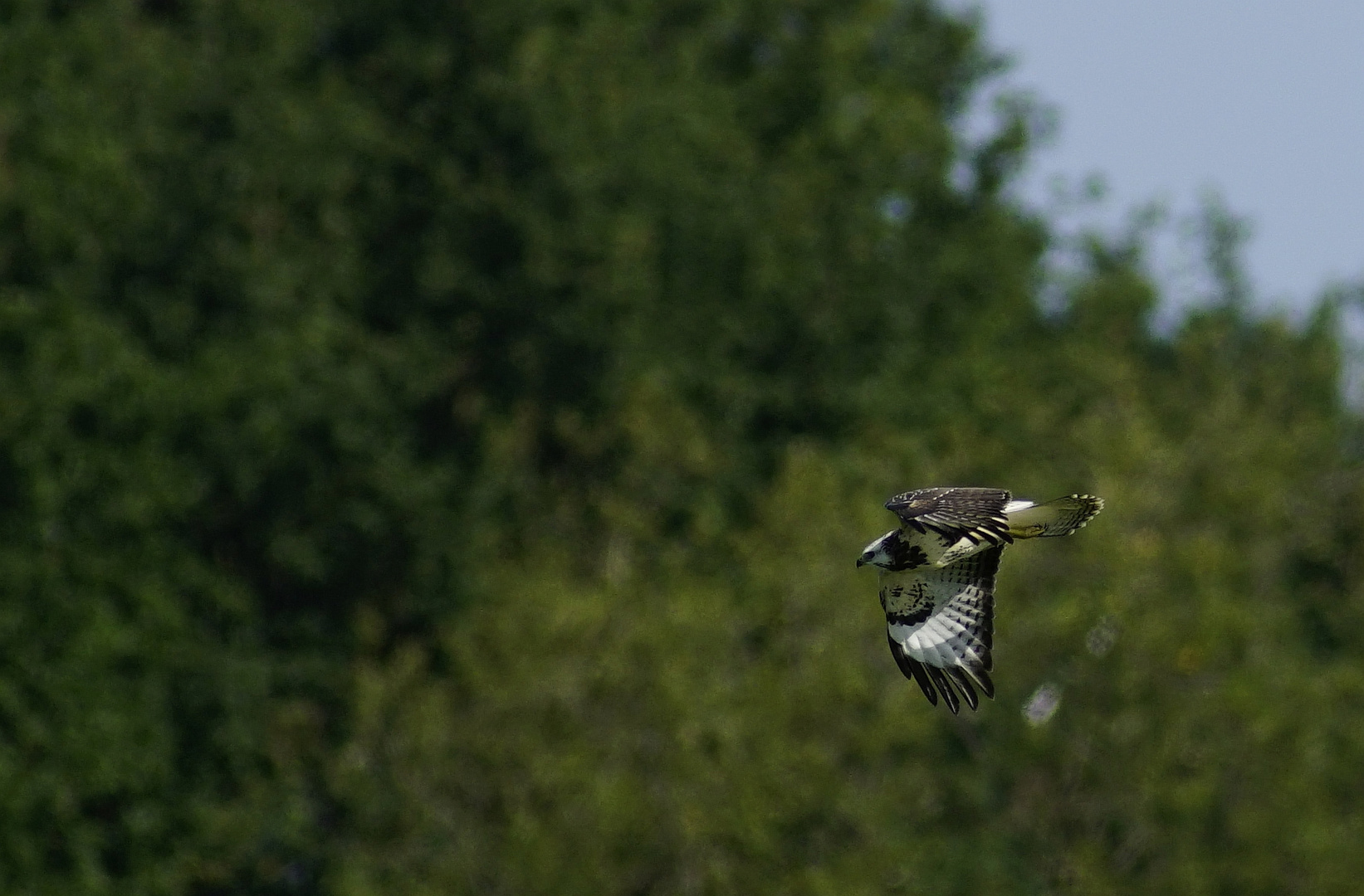 Bussard.